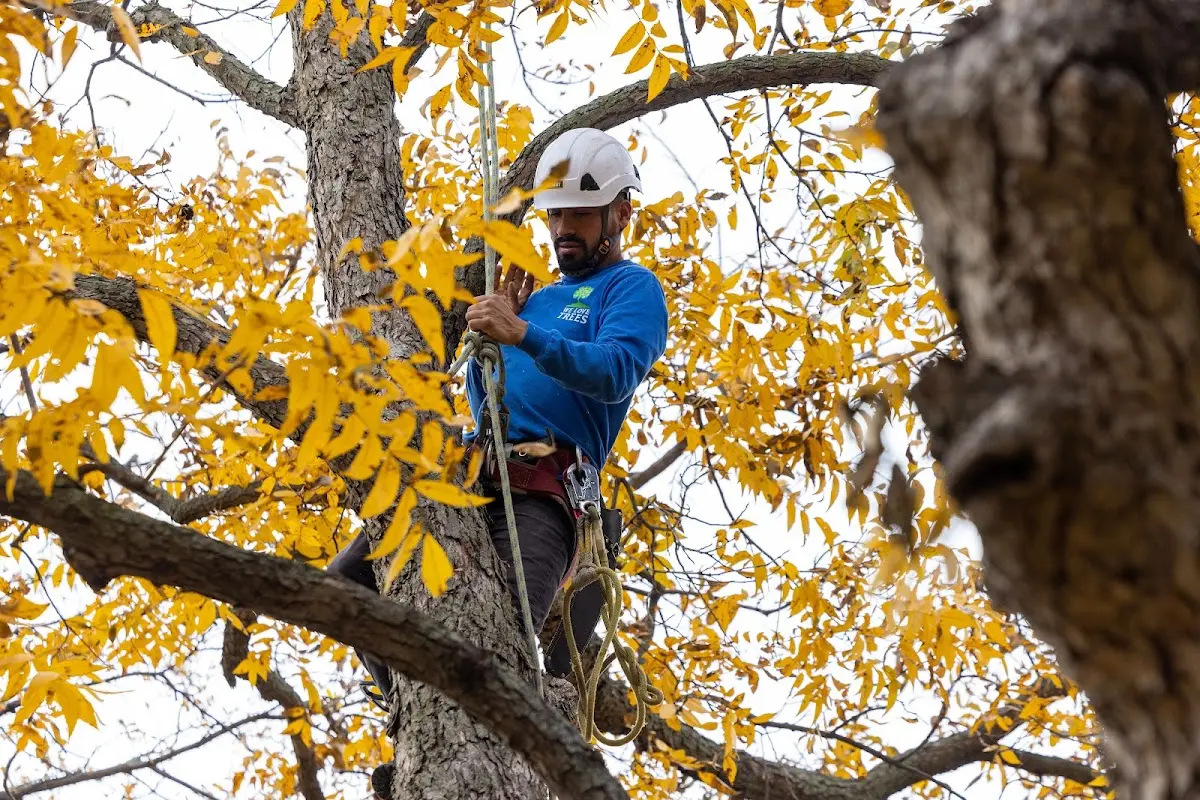 Skilled Tree Planting crew working in Montgomery