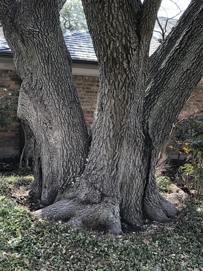 Mature heritage tree close to a Montgomery property cared for by certified arborists